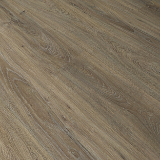 Дуб европейский